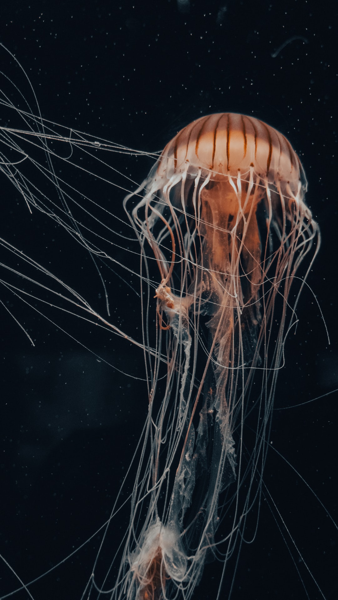 10 wichtige Fragen zu Fotorückwand Aquarium