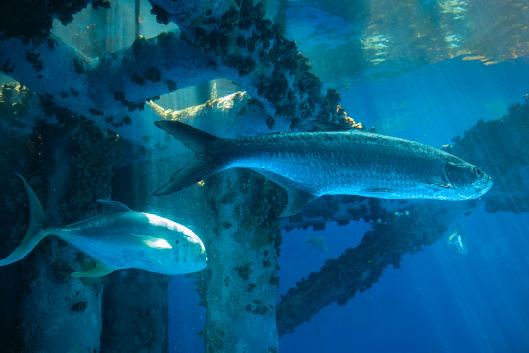 13 wichtige Fragen zu Can You Breed Bladderfish Subnautica Below Zero?