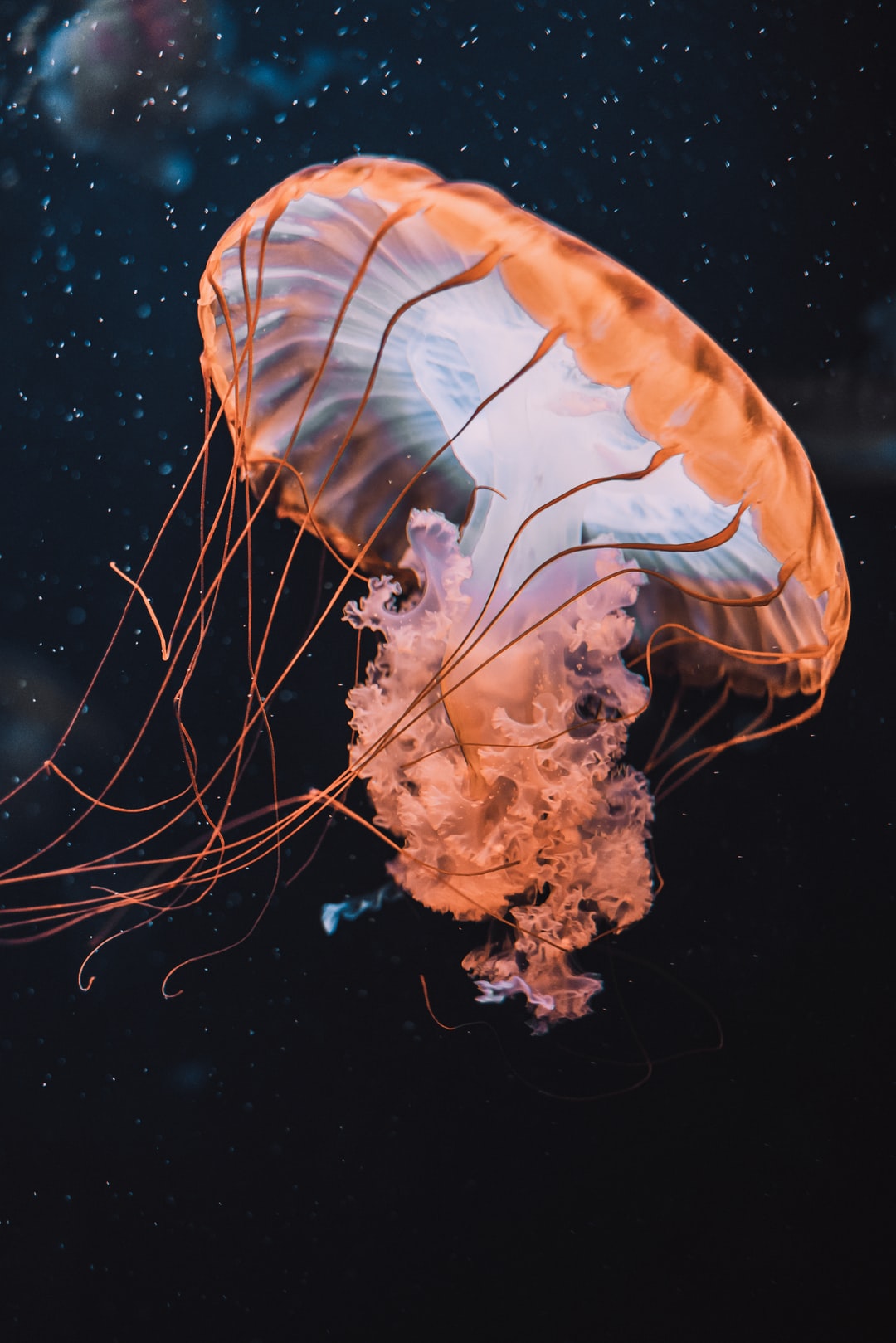 17 wichtige Fragen zu Welche Filter Im Meerwasseraquarium?