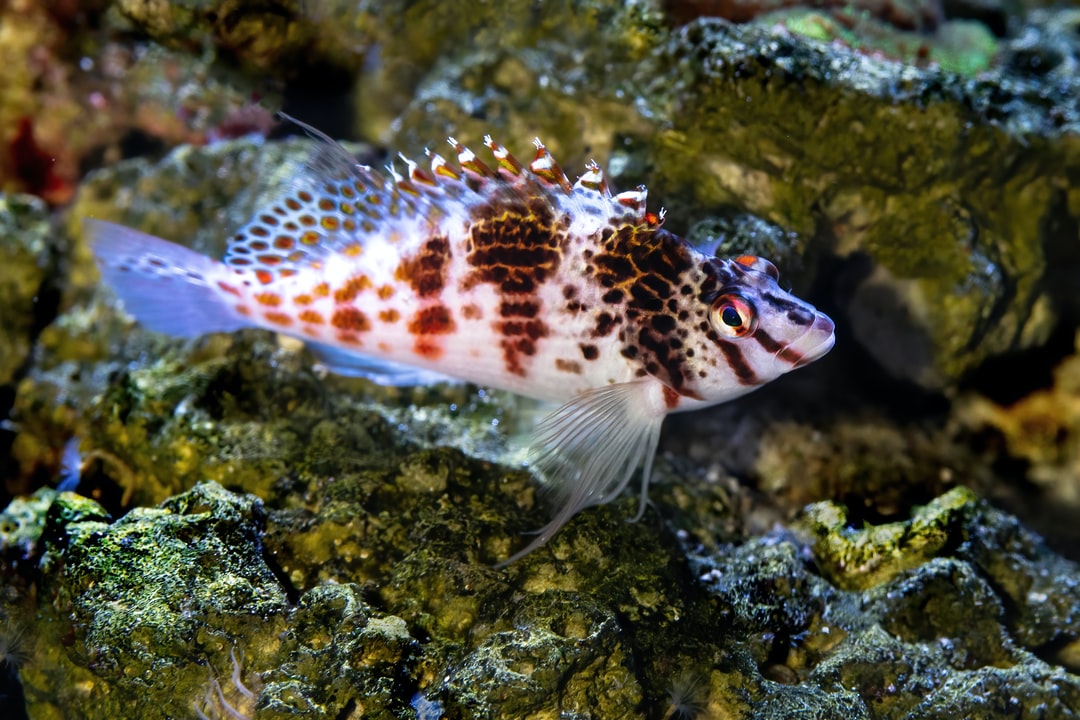 18 wichtige Fragen zu No2 Wert Aquarium Senken