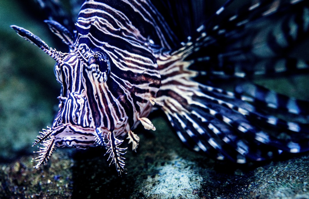 18 wichtige Fragen zu Fadenalgen Aquarium Bekämpfen