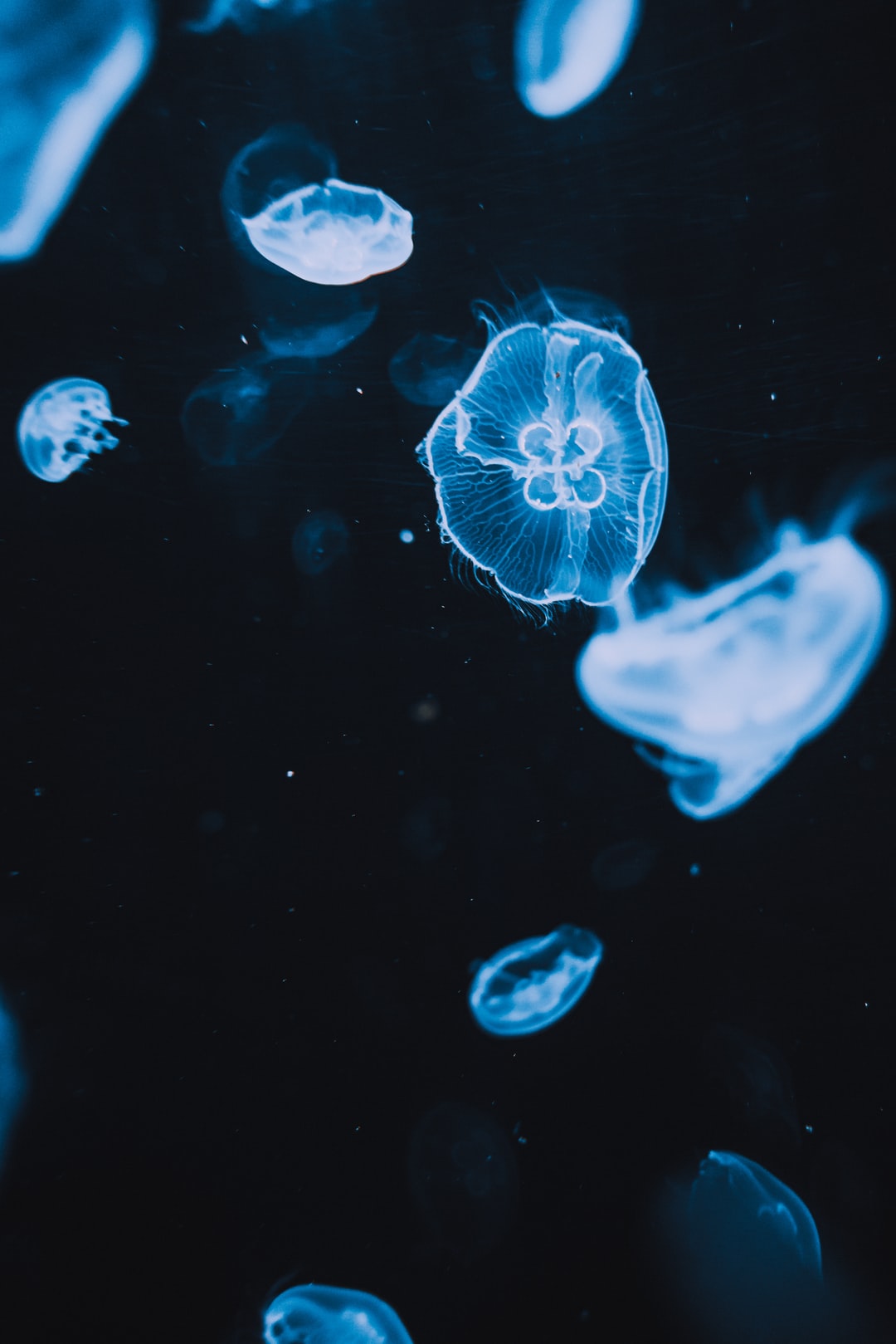 19 wichtige Fragen zu Was Tun Gegen Blaualgen Im Aquarium?