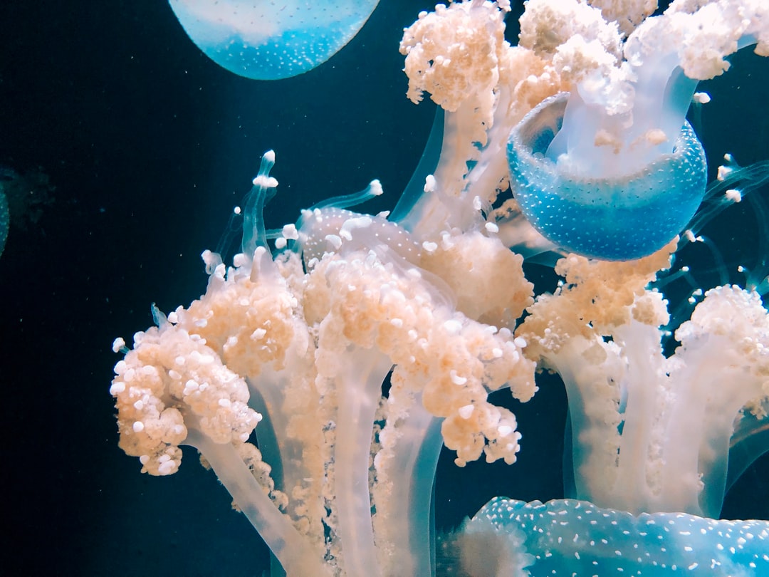19 wichtige Fragen zu Wie Viele Schnecken Im Meerwasseraquarium?