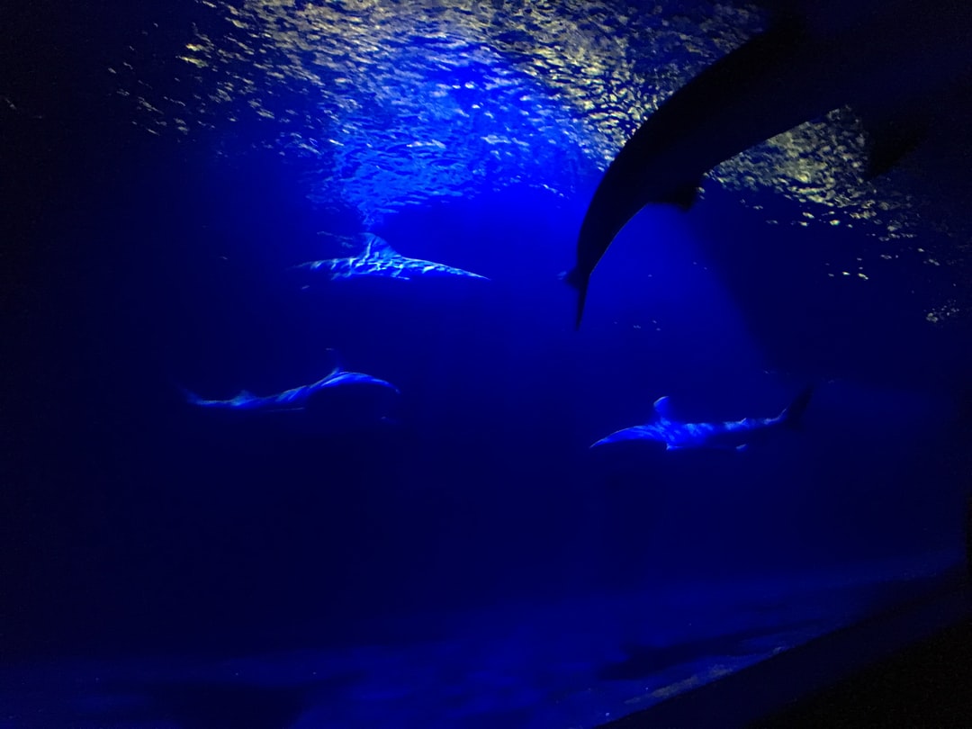 21 wichtige Fragen zu Wo Gibt Es Das Größte Aquarium Der Welt?