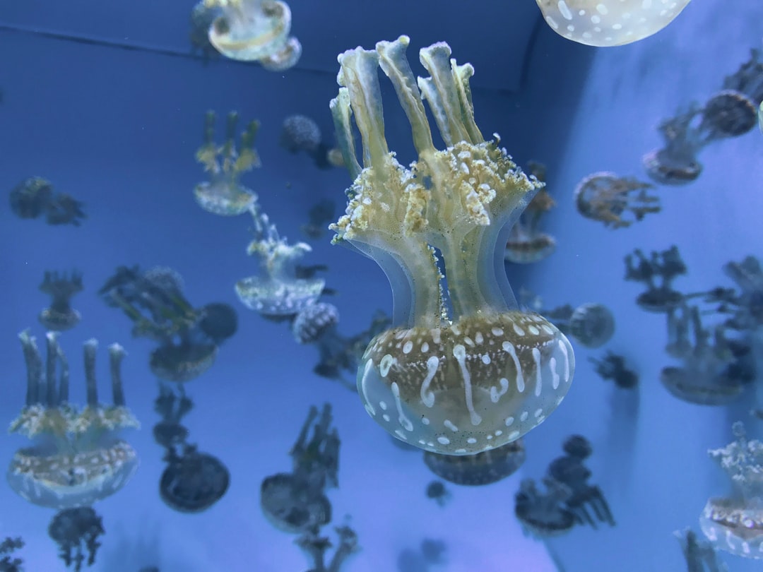 21 wichtige Fragen zu Fadenwürmer Im Aquarium