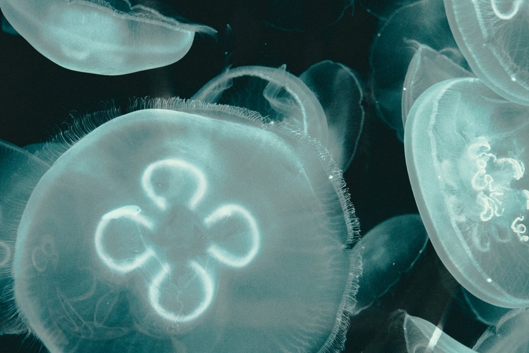 22 wichtige Fragen zu Wie Funktioniert Eine Osmoseanlage Im Aquarium?