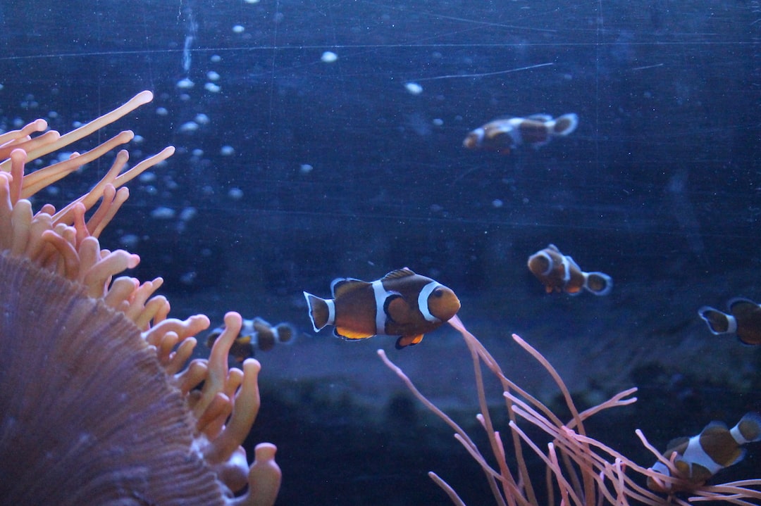 22 wichtige Fragen zu Wie Hoch Darf Die Temperatur Im Aquarium Sein?