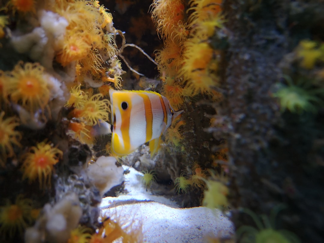 23 wichtige Fragen zu Kann Man Sepien Im Aquarium Halten?