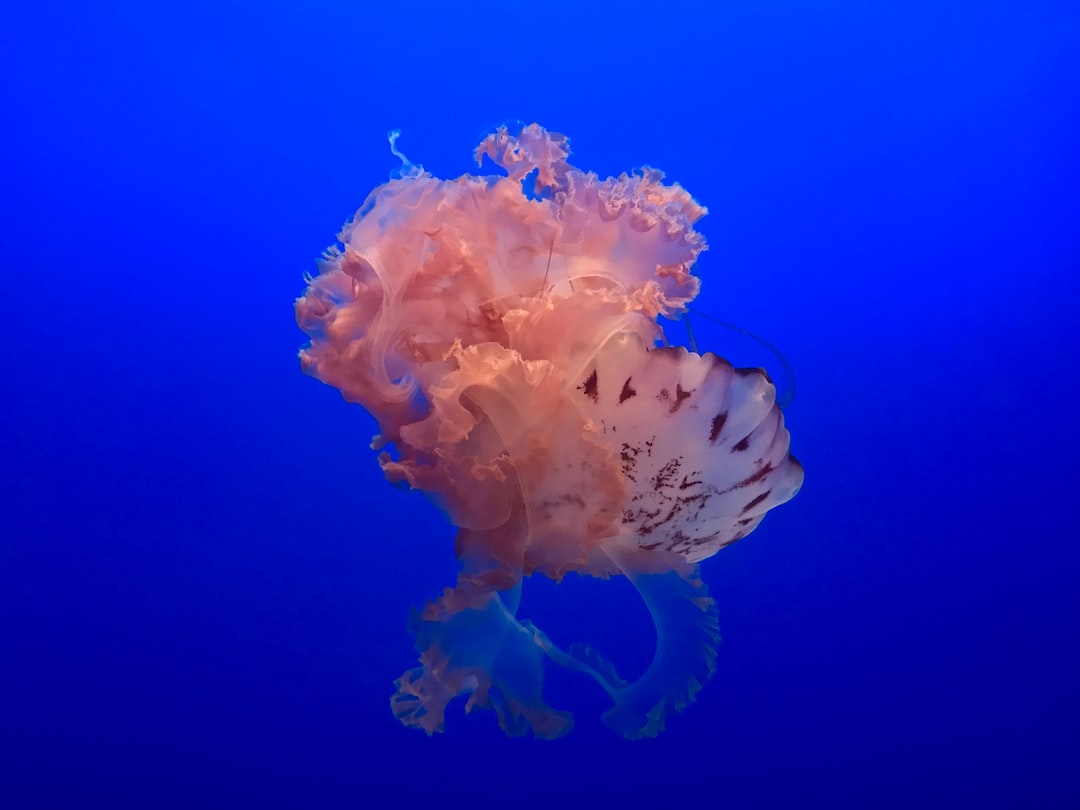 24 wichtige Fragen zu Is Owning An Aquarium Expensive?