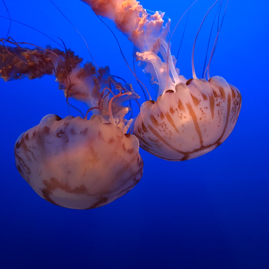24 wichtige Fragen zu Heizstab Aquarium