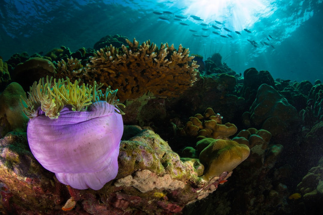 25 wichtige Fragen zu Salzwasserfisch Aquarium