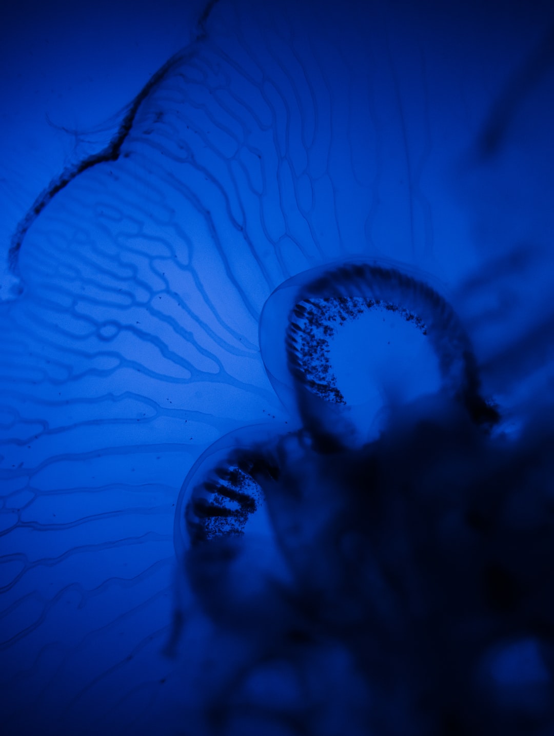25 wichtige Fragen zu Wie Viele Schnecken Sollten In Ein Aquarium?