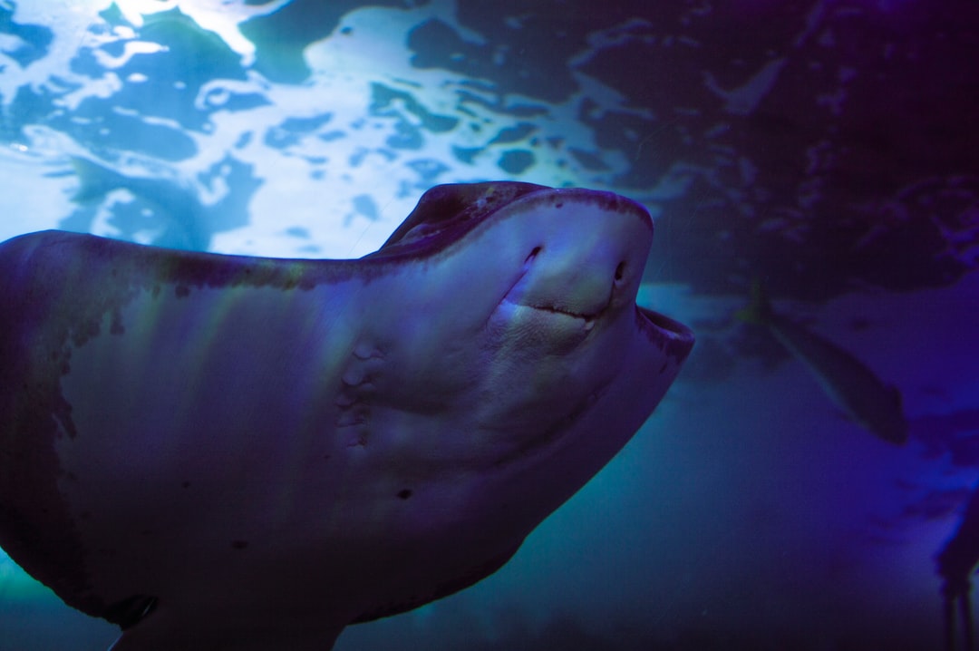 25 wichtige Fragen zu Sea Life Aquarium In Deutschland