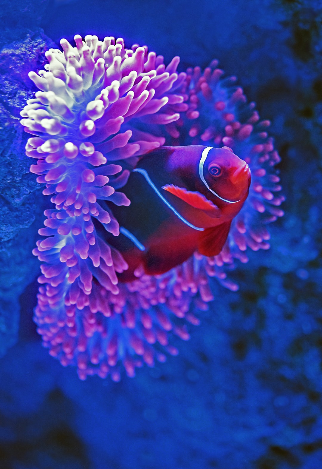 25 wichtige Fragen zu Aquarium Innenfilter