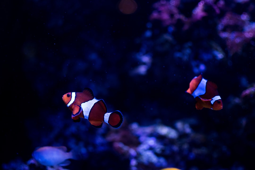 25 wichtige Fragen zu Was Brauchen Neons Im Aquarium?