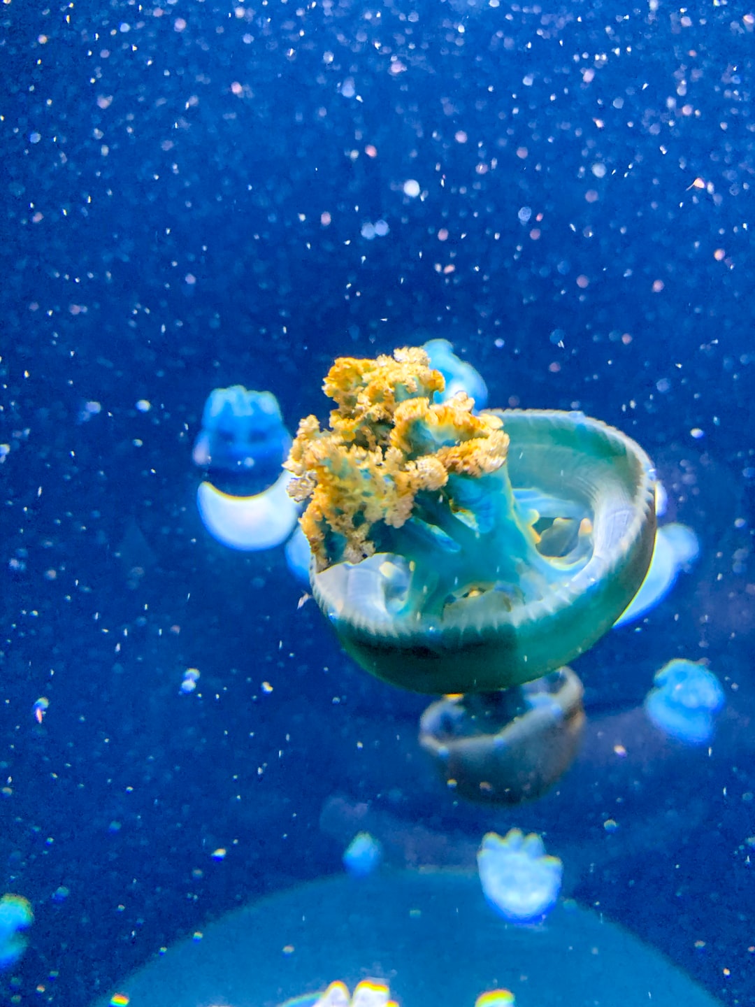 25 wichtige Fragen zu Aquarium Heizen