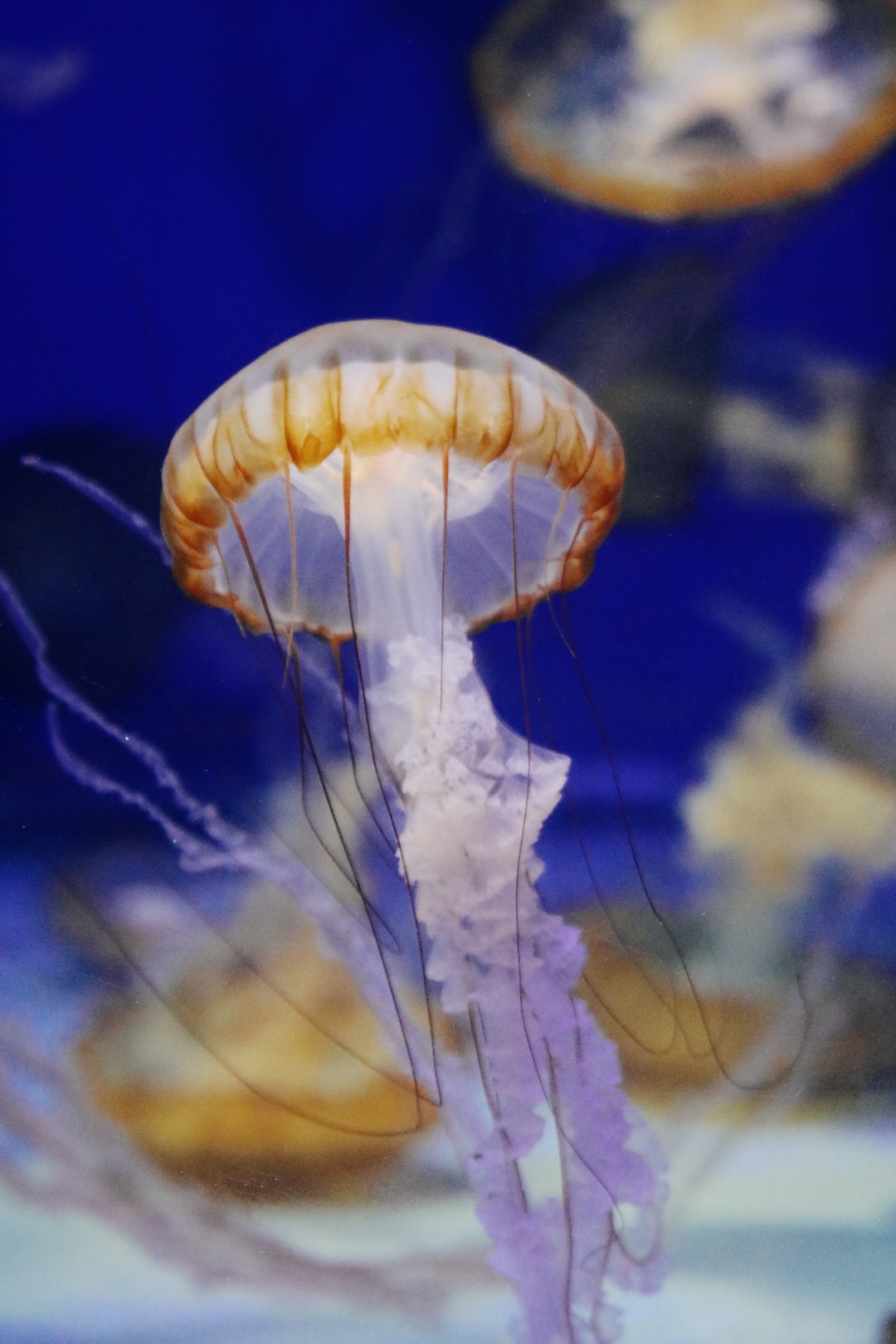 25 wichtige Fragen zu Wann Ist Ein Aquarium Zu Alt?