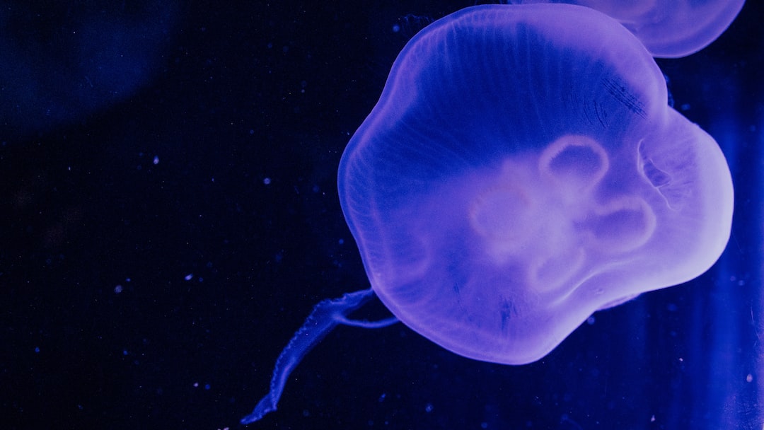 25 wichtige Fragen zu Wie Klein Kann Ein Aquarium Sein?