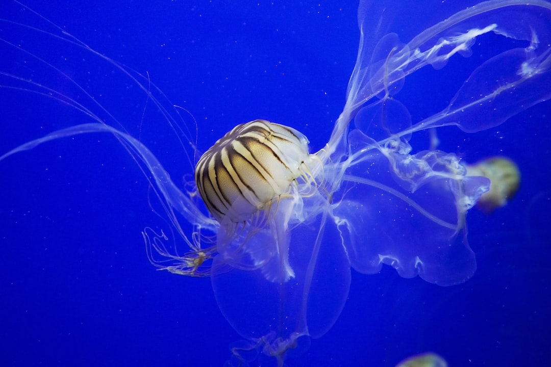25 wichtige Fragen zu Was Passiert Wenn Das Aquarium Zu Warm Ist?