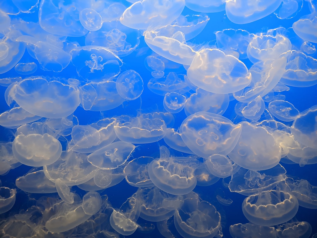 25 wichtige Fragen zu Wie Viele Blasenschnecken Im Aquarium?