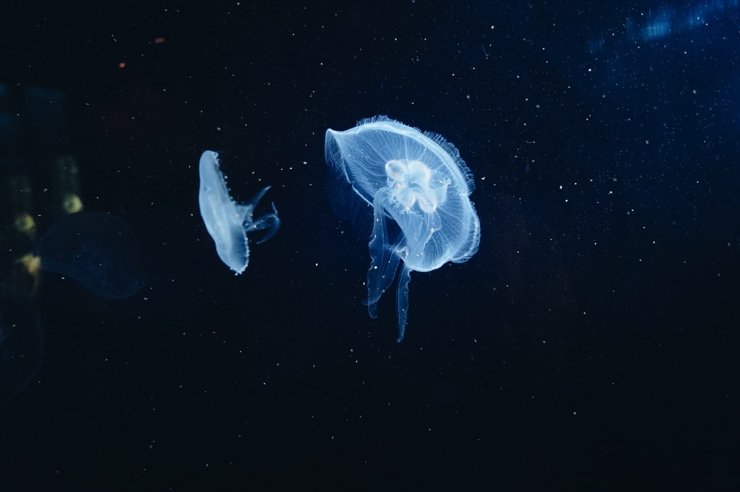 25 wichtige Fragen zu How Thick Should Glass Be For Rimless Aquarium?