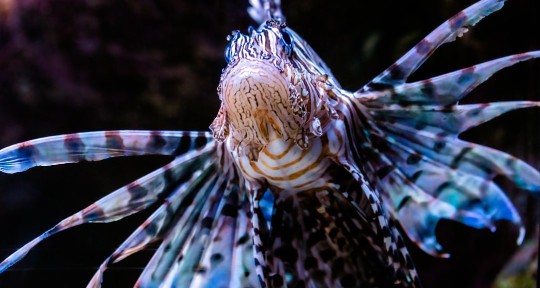 25 wichtige Fragen zu Wie Groß Werden Aquarium Krebse?