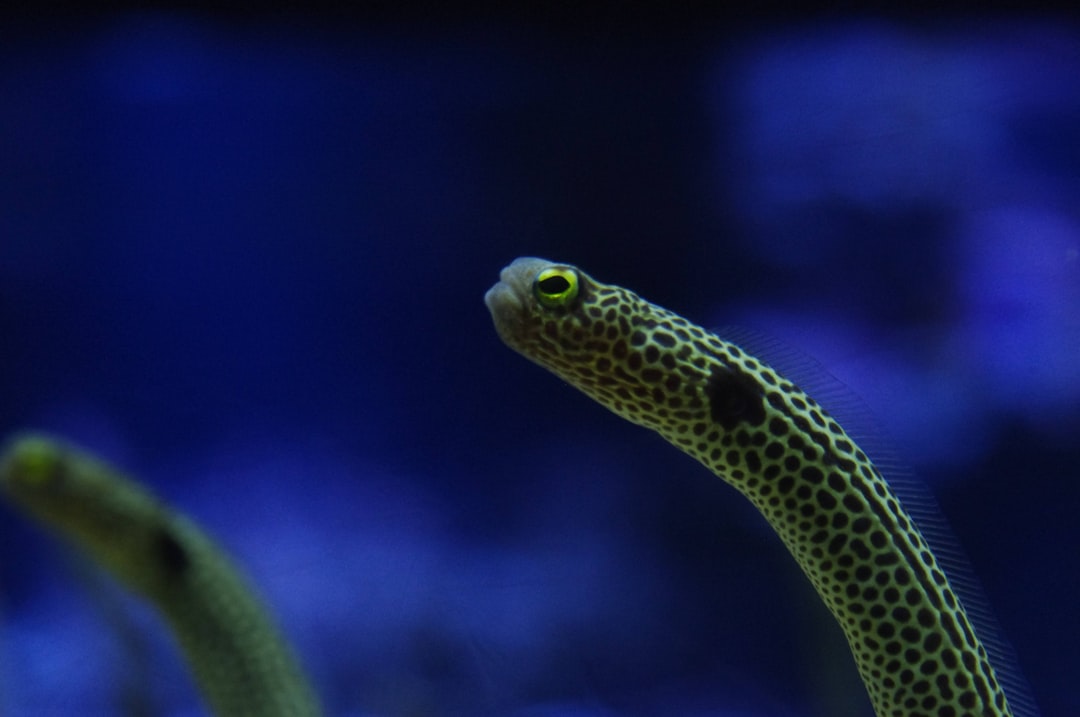 25 wichtige Fragen zu Wasserstoffperoxid Aquarium