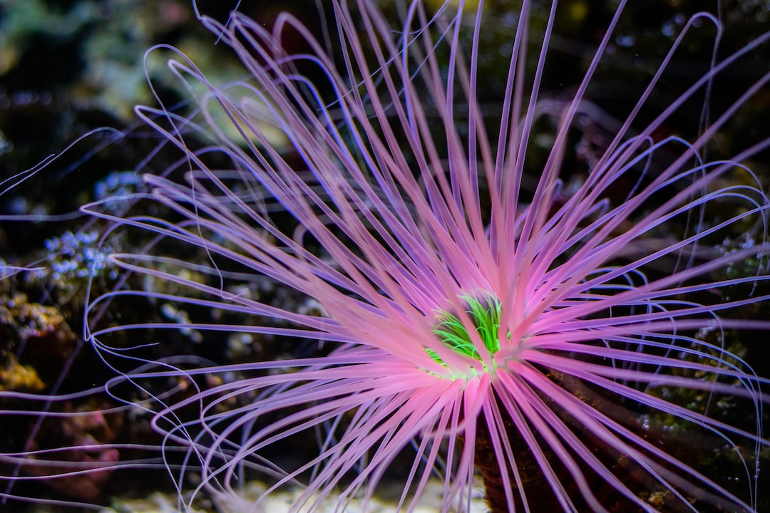 25 wichtige Fragen zu Wie Lange Leben Neonfische?