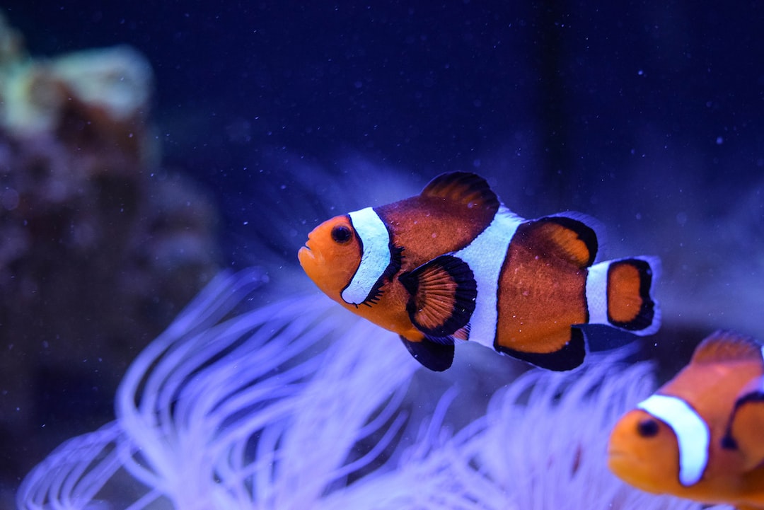 25 wichtige Fragen zu Was Tun Gegen Zu Hartes Wasser Im Aquarium?