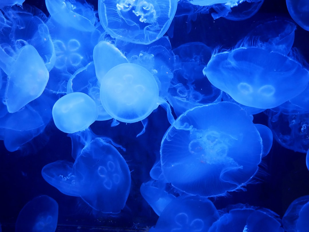 14 wichtige Fragen zu Aquarium Auf Kallax