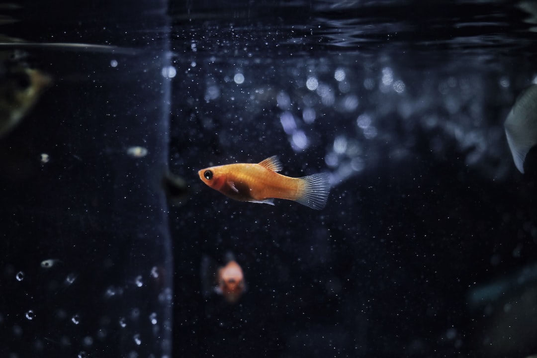 18 wichtige Fragen zu How Do You Get Oxygen In A Fish Tank?