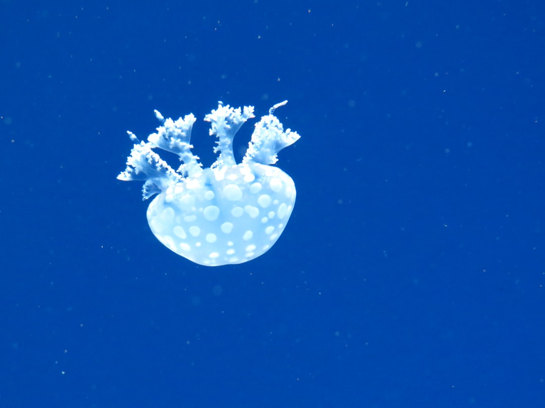 18 wichtige Fragen zu Was Tun Wenn Zu Wenig Sauerstoff Im Aquarium Ist?