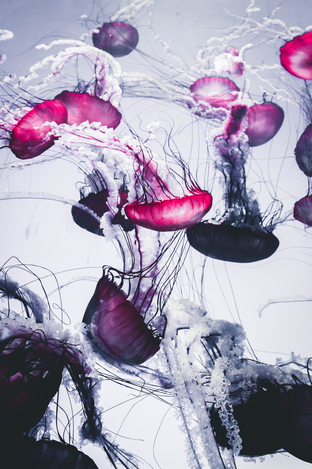 19 wichtige Fragen zu Können Artemia Im Aquarium Überleben?