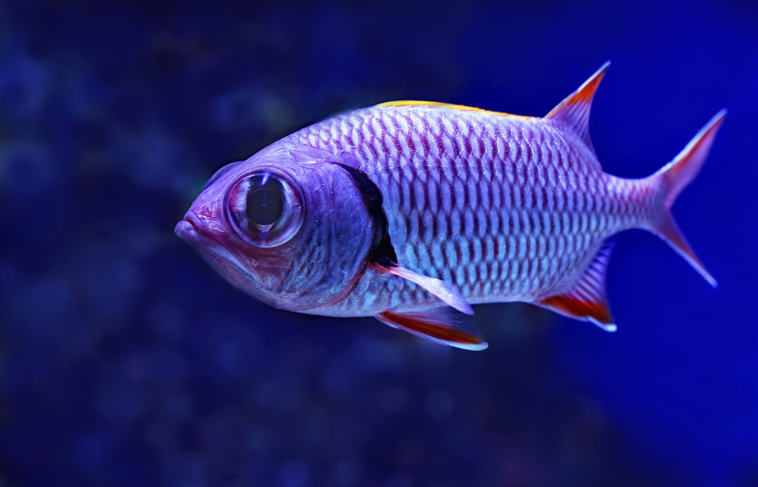19 wichtige Fragen zu Können Fische Sich Auflösen?