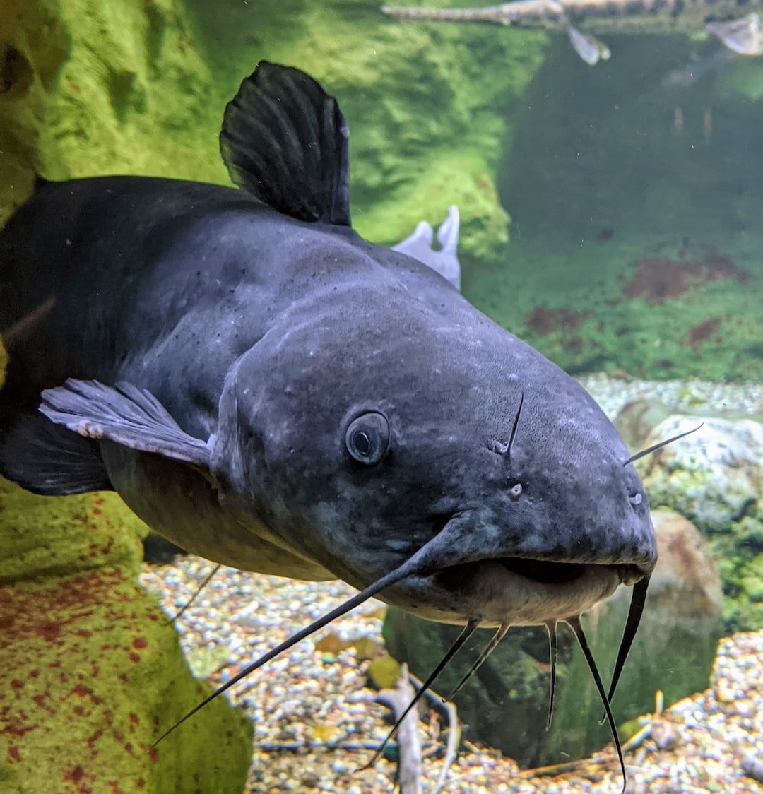 19 wichtige Fragen zu Was Sieht Ein Fisch Im Aquarium?