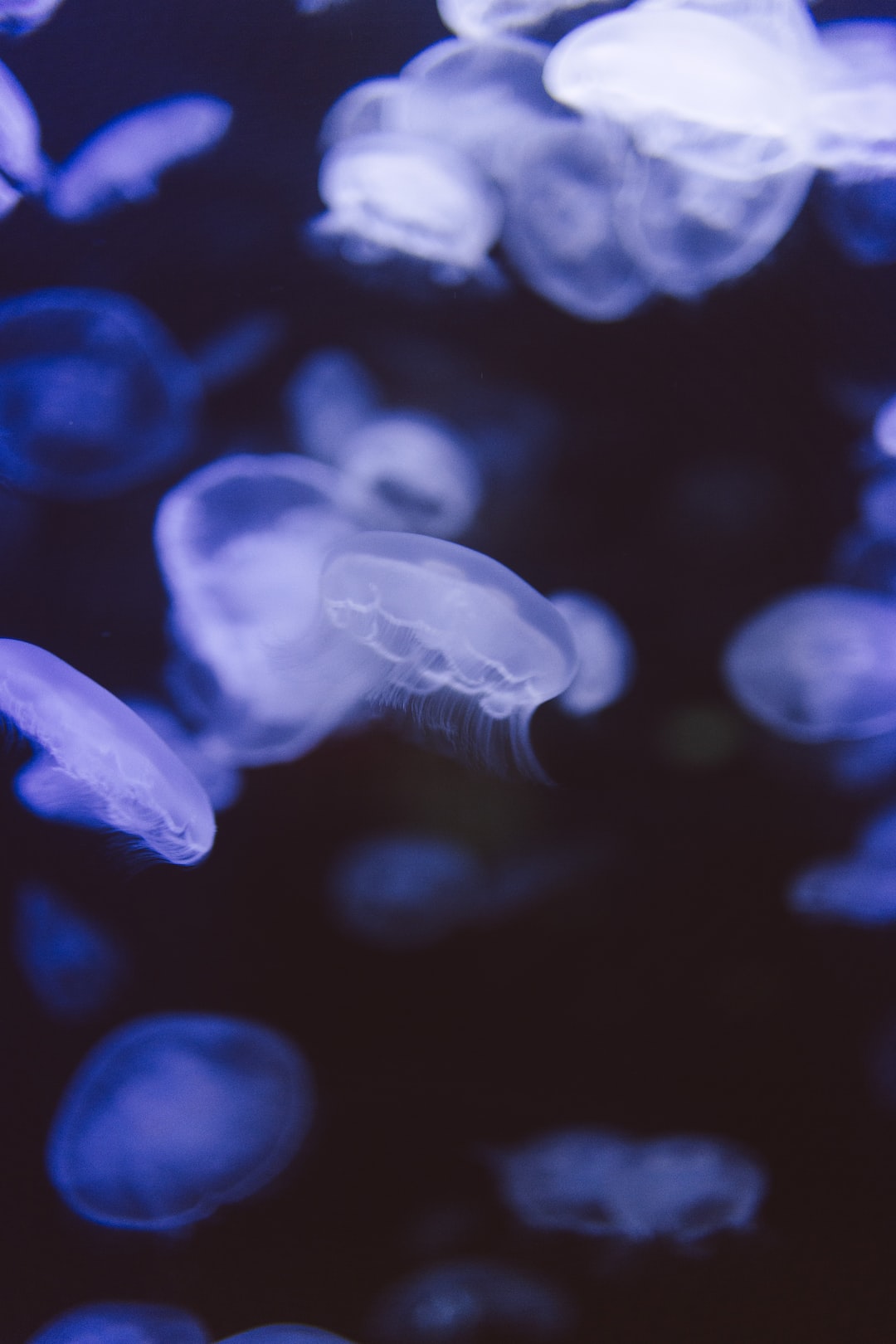 19 wichtige Fragen zu Do Aquarium Plants Produce Co2 At Night?
