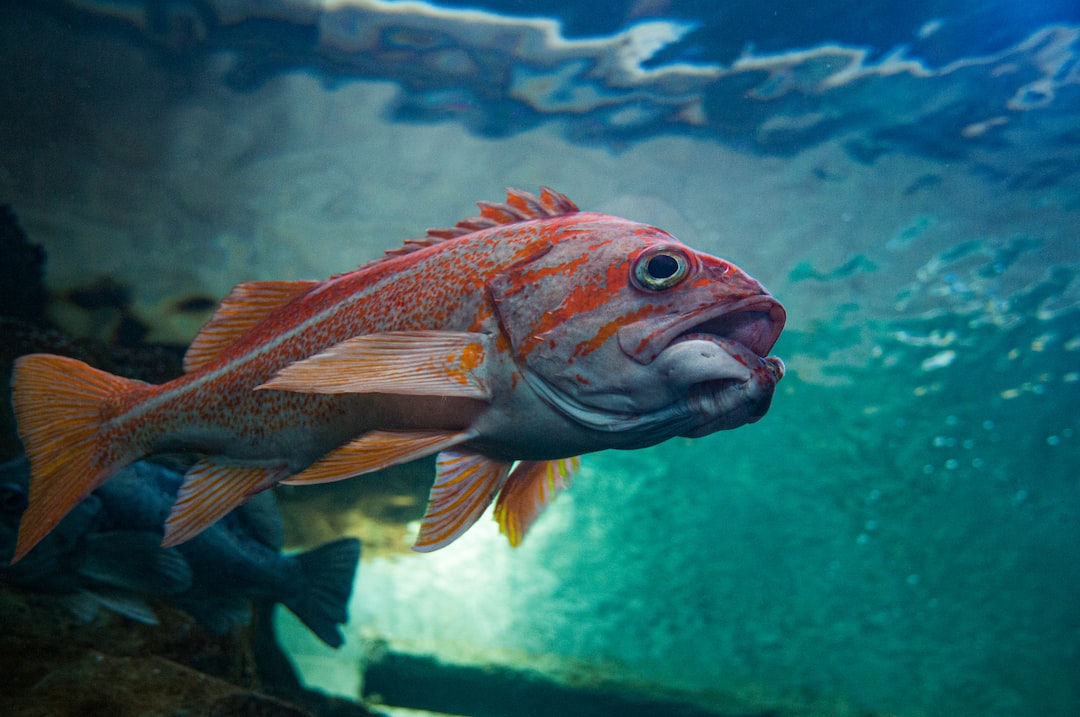 20 wichtige Fragen zu Woher Kommen Zu Hohe Nitratwerte Im Aquarium?