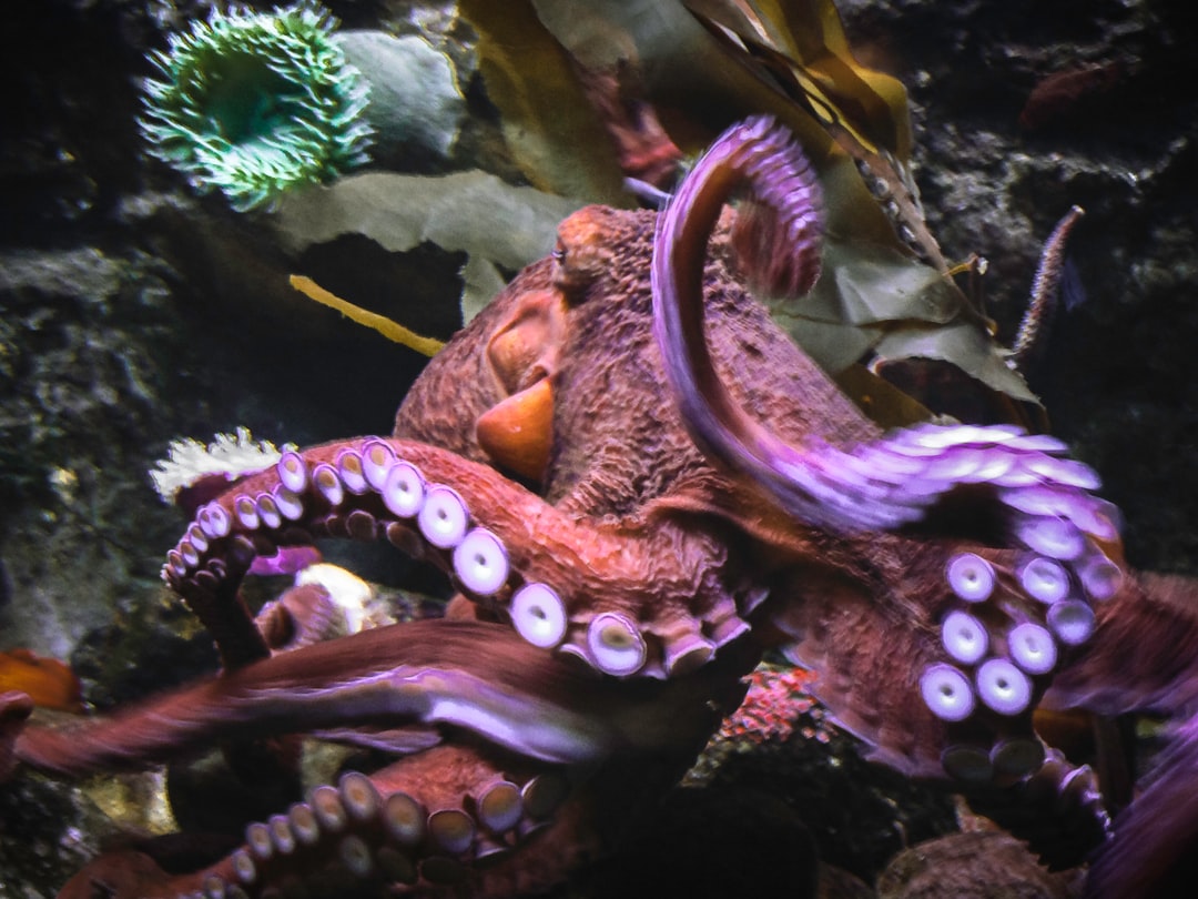20 wichtige Fragen zu Mooskugeln Aquarium Kaufen