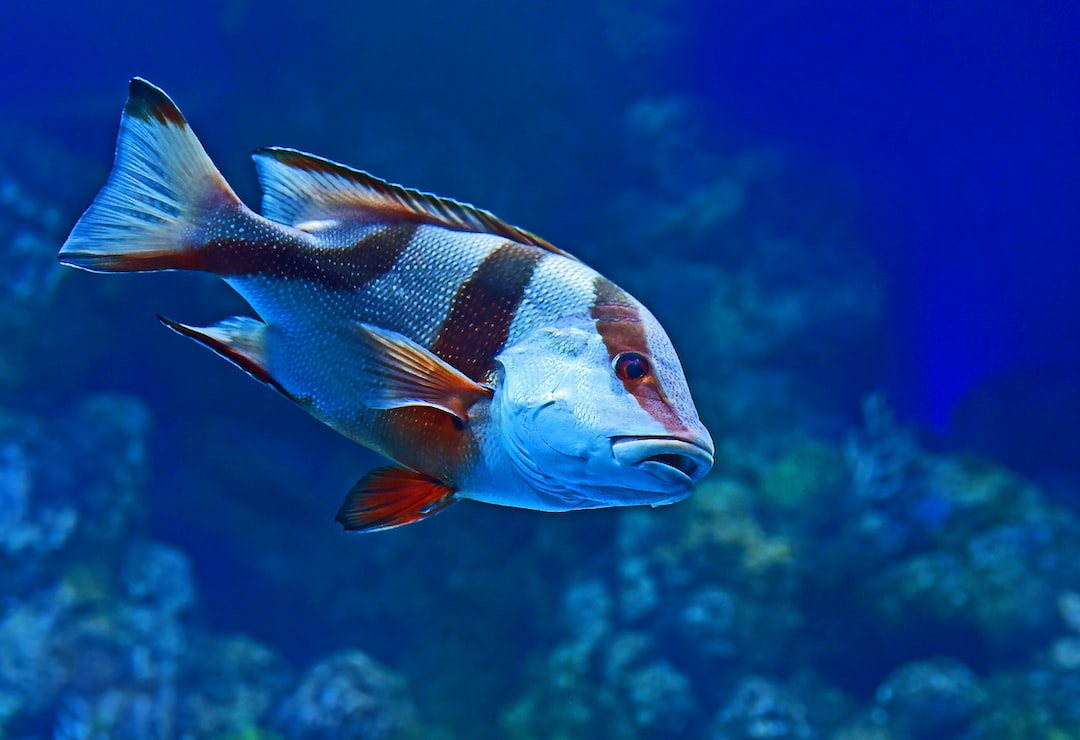 21 wichtige Fragen zu What Is The Prettiest Fish For A Tank?