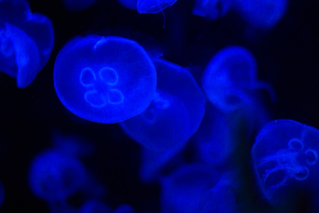 22 wichtige Fragen zu Sind Schnecken Im Aquarium Ein Gutes Zeichen?