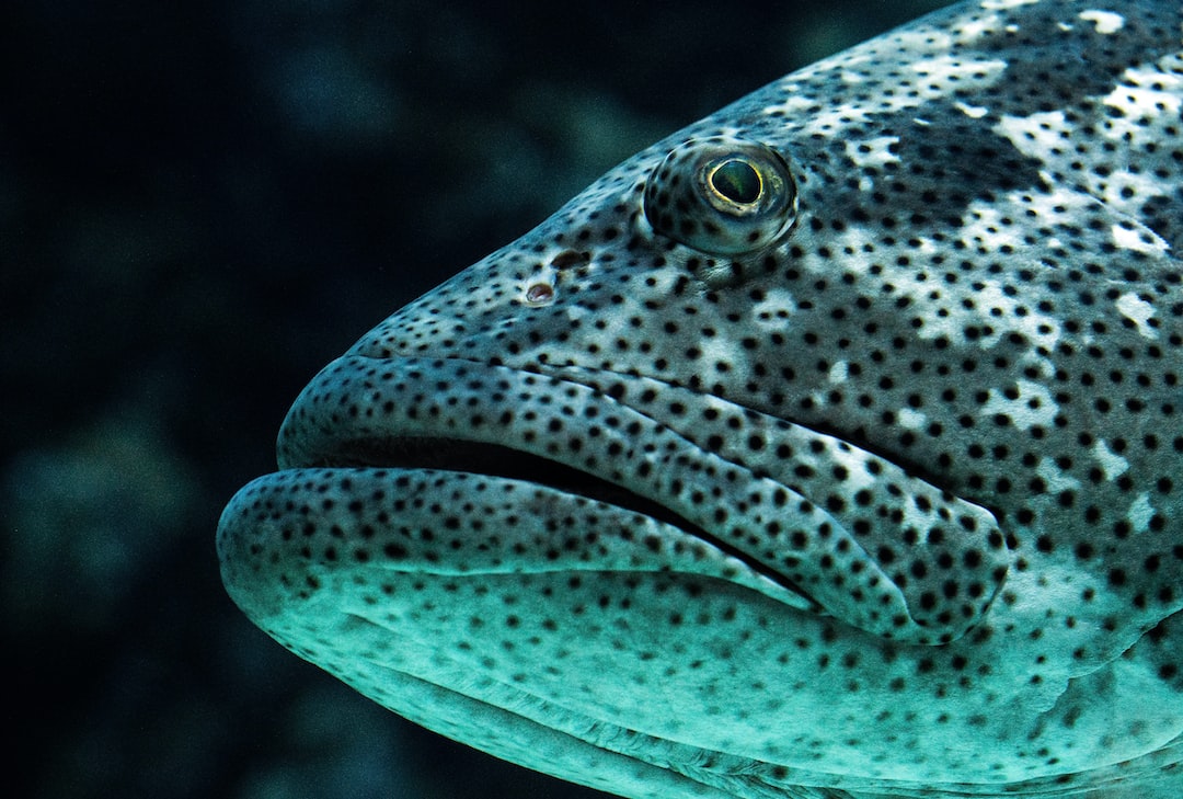22 wichtige Fragen zu Wie Erzeugt Man Strömung Im Aquarium?