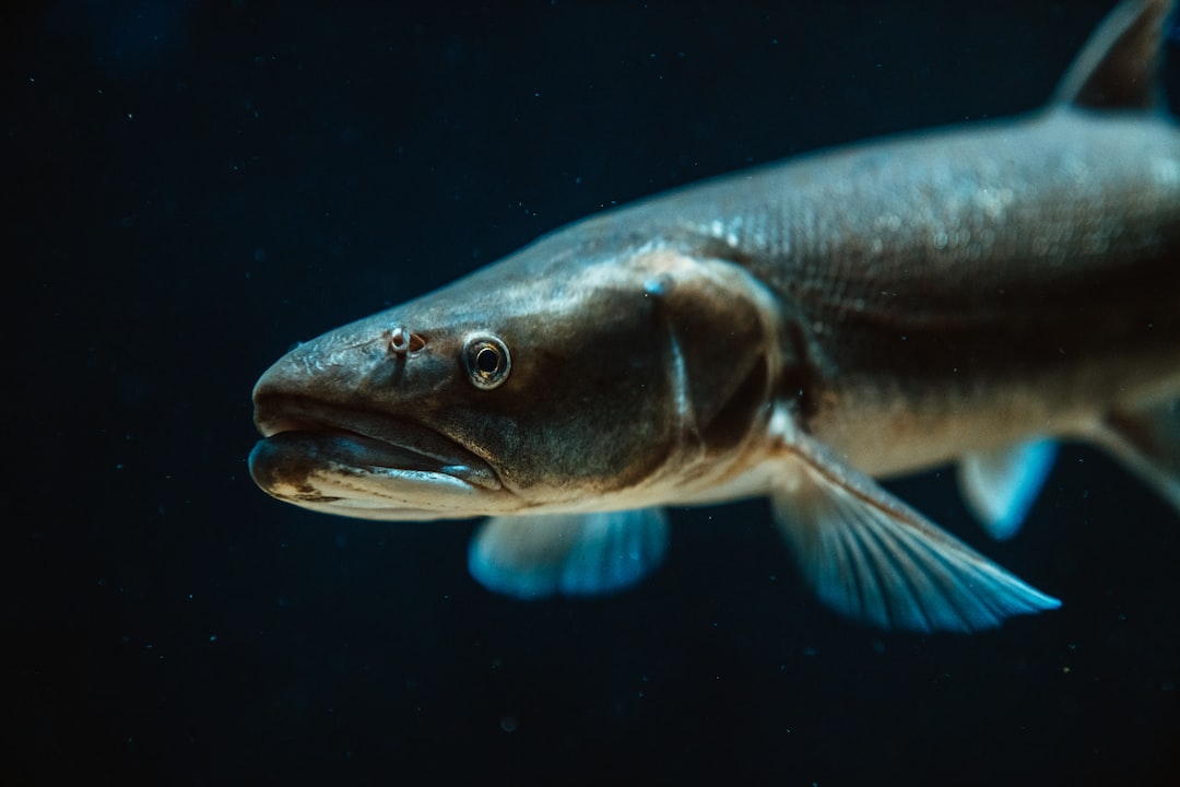 22 wichtige Fragen zu Kann Man Fische Im Aquarium Züchten?