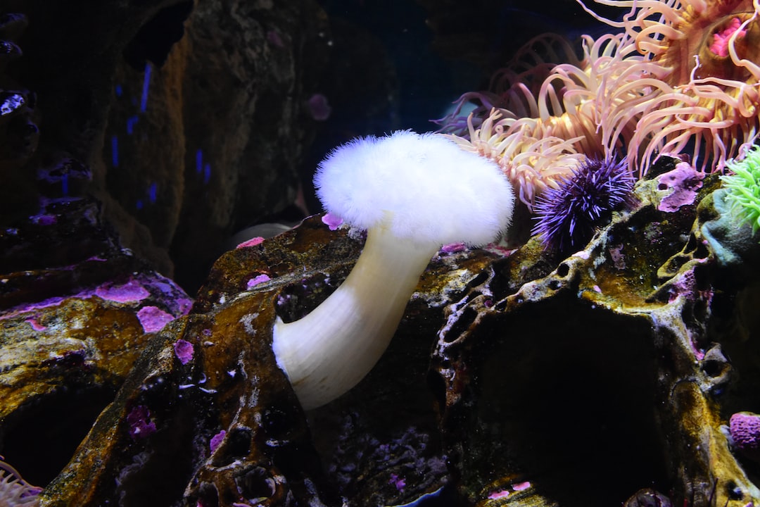 22 wichtige Fragen zu Basaltstein Aquarium