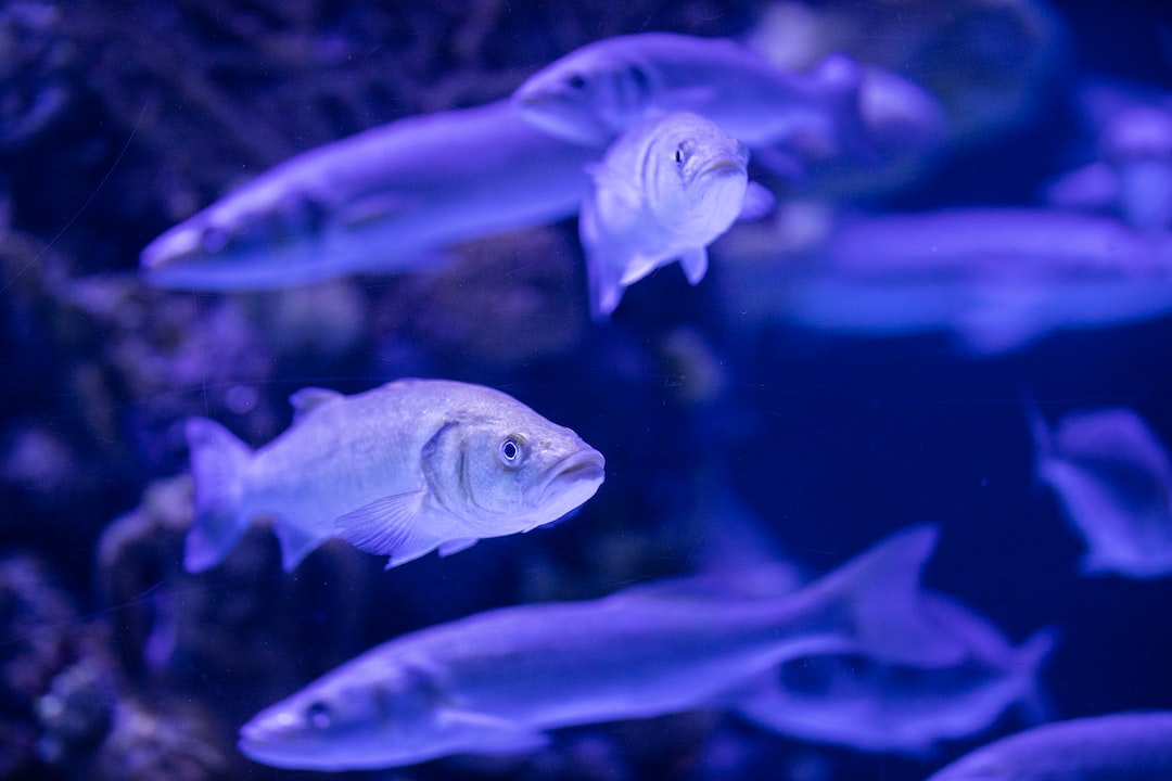 22 wichtige Fragen zu Aquarium Wurzel Xxl