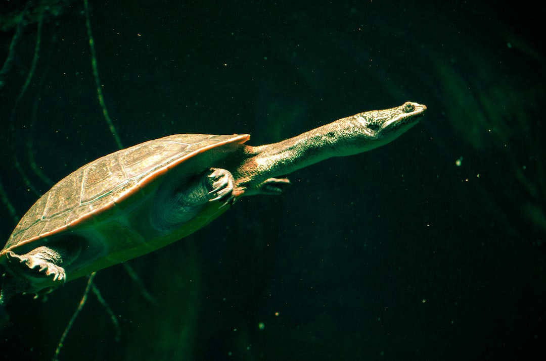 23 wichtige Fragen zu Wie Viele Fische Im Aquarium