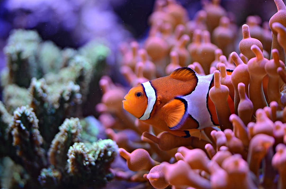 23 wichtige Fragen zu Welche Aquarium Wurzeln Färben Nicht?