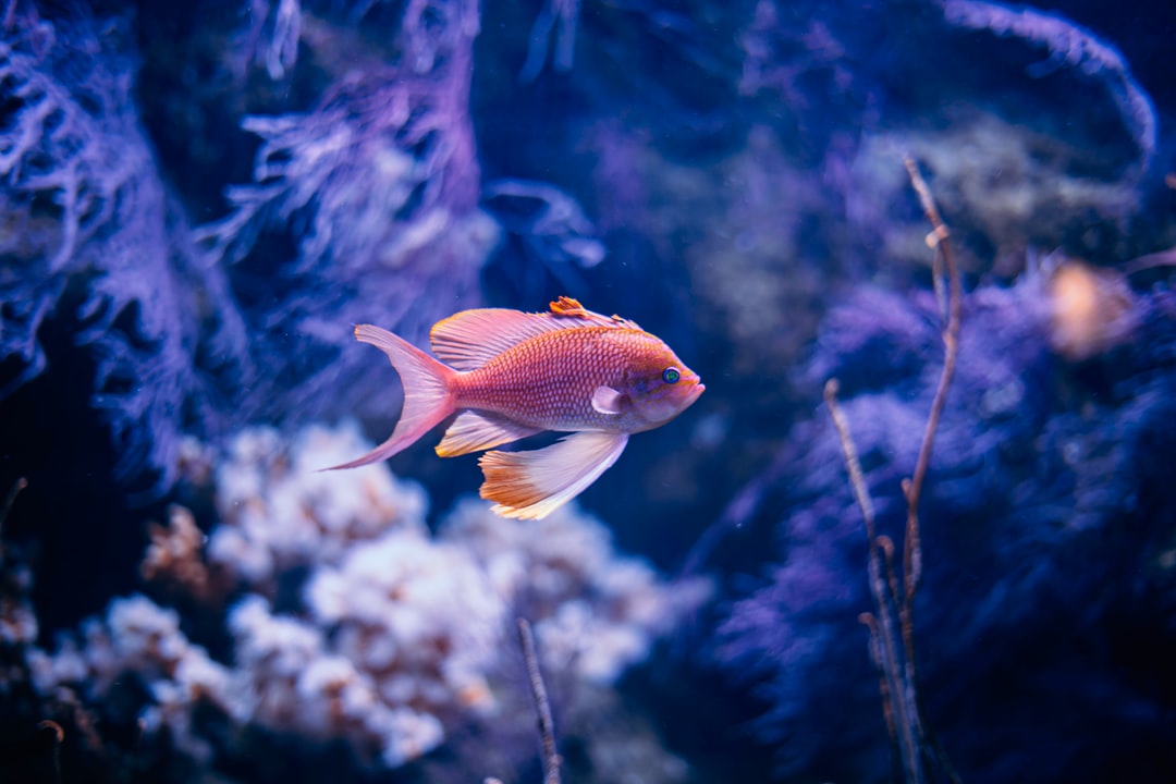 23 wichtige Fragen zu Aquarium Frosch