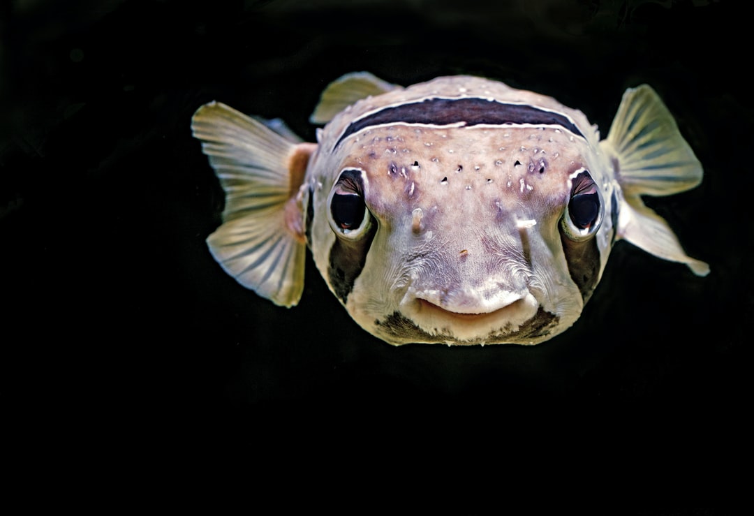 23 wichtige Fragen zu Flüssigdünger Aquarium
