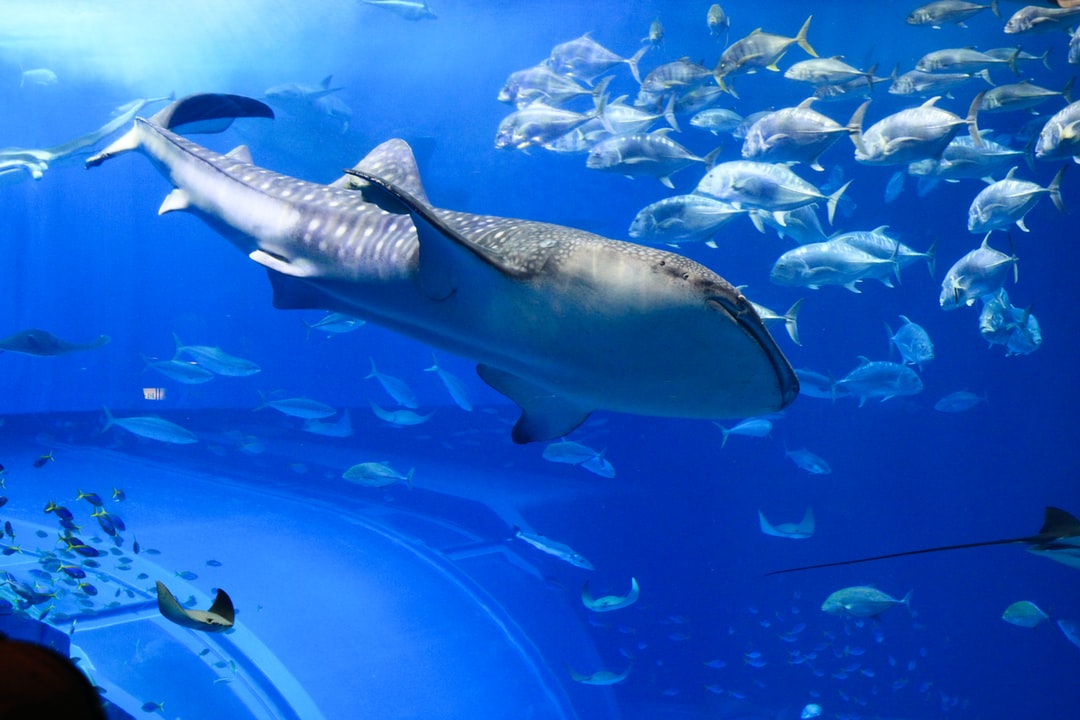 23 wichtige Fragen zu Was Bedeutet Schaum Im Aquarium?
