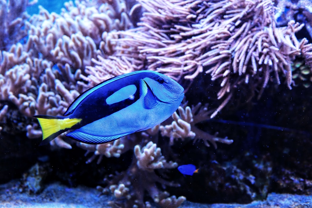 24 wichtige Fragen zu Blauer Floridakrebs Aquarium Einrichtung